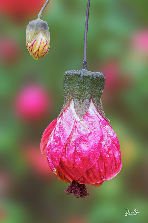 Flowers Still Life Photograph - Chinese Lantern  -  Abutilon Pictum by Jon Ma
