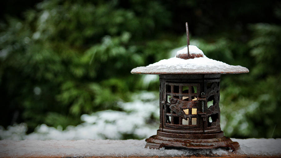 Chinese Lantern Photograph by KATIE Vigil