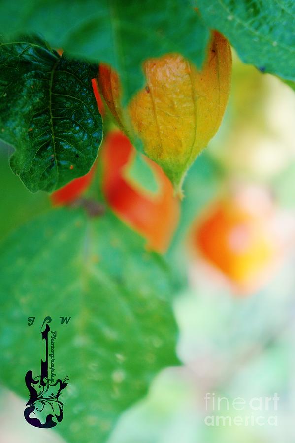 Chinese Lantern Plants Photograph