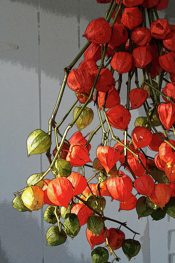 Chinese Lanterns - altered Photograph by Aggy Duveen