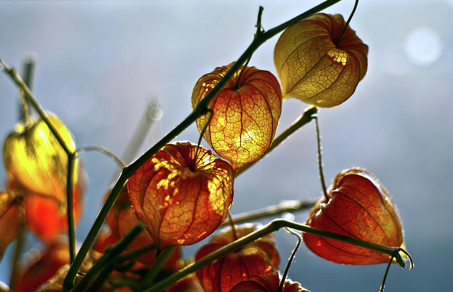 Chinese Lanterns Photograph by Jarmo Honkanen