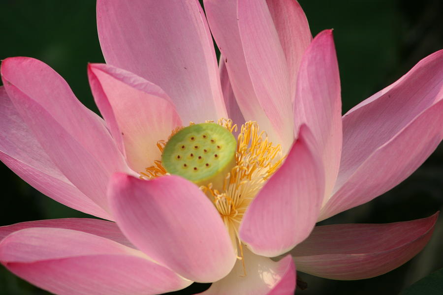 chinese-lily-photograph-by-linda-russell-fine-art-america