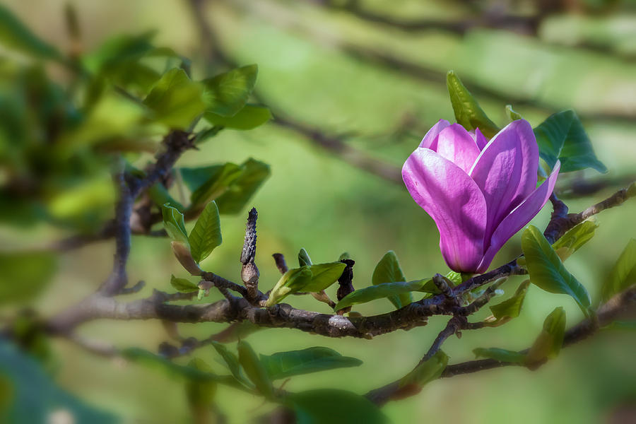 Chinese Magnolia 1 Photograph by Jonathan Nguyen