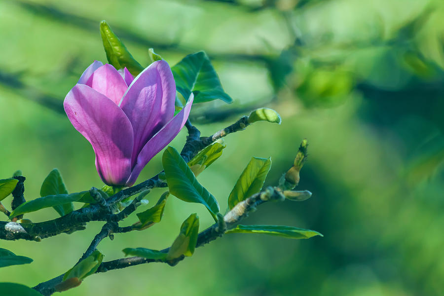 Chinese Magnolia 2 Photograph by Jonathan Nguyen