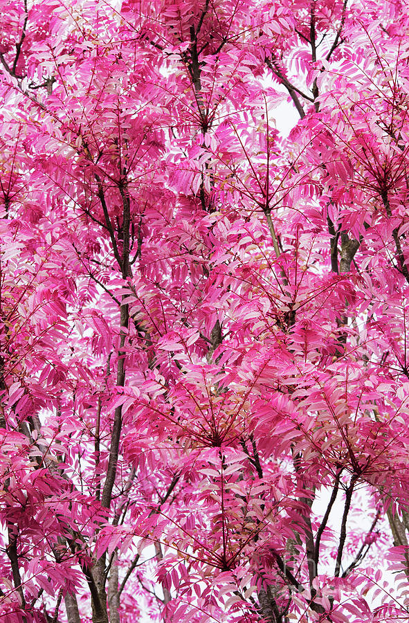 Chinese Mahogany Flamingo Tree Leaves In Spring Photograph by Tim Gainey