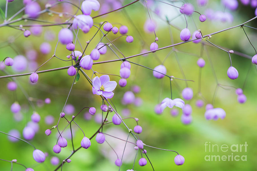 Chinese Meadow Rue Flowers Opening Photograph by Tim Gainey