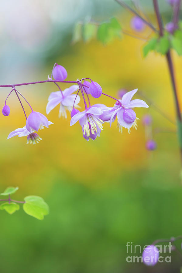 Chinese Meadow Rue Photograph by Tim Gainey