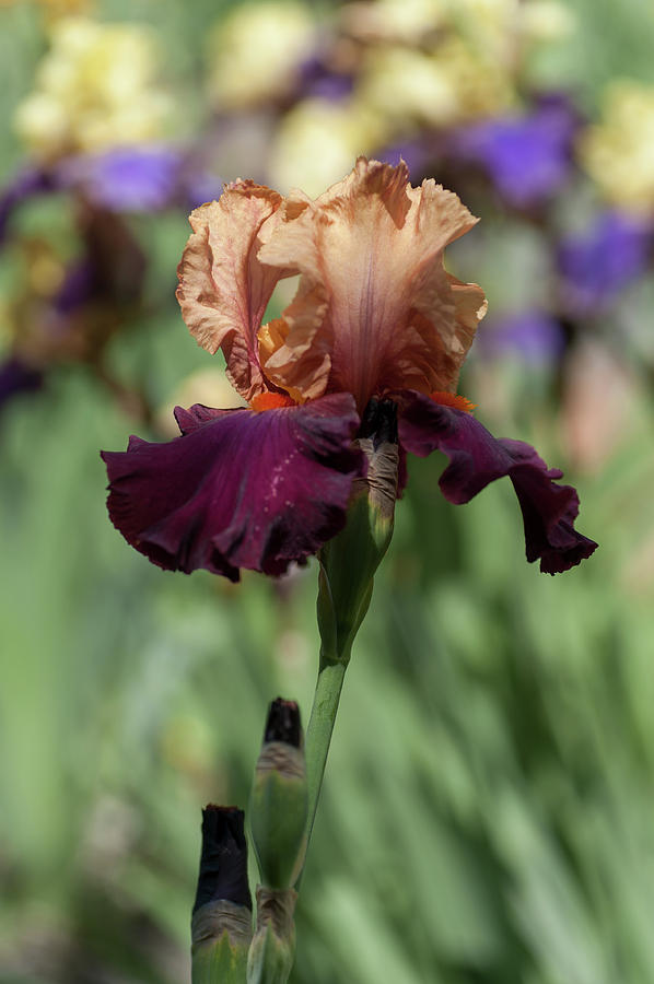 Chinese New Year. The Beauty of Irises Photograph by Jenny Rainbow