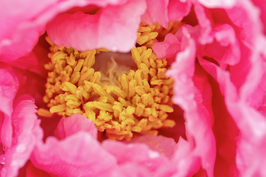 Chinese peony abstract background Photograph by Karen Foley