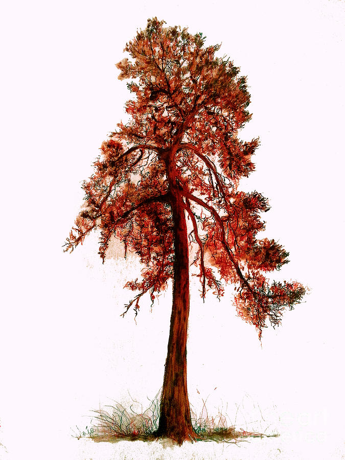 Chinese pine tree drawing Drawing by Maja Sokolowska Pixels
