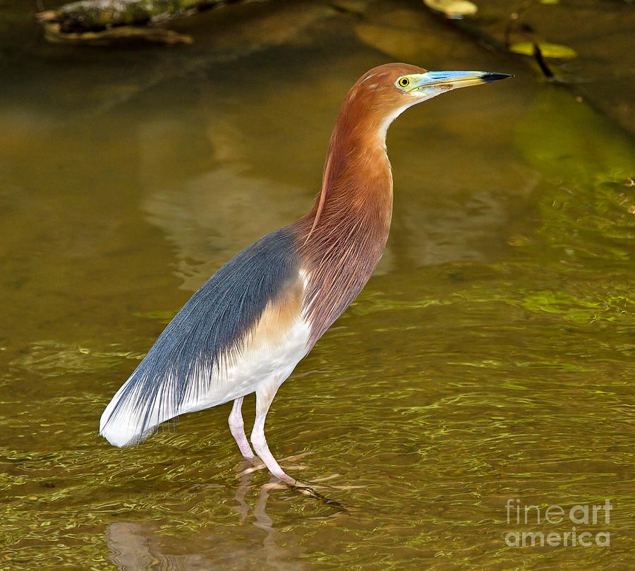 Chinese Pond Heron Photograph by Louise Heusinkveld