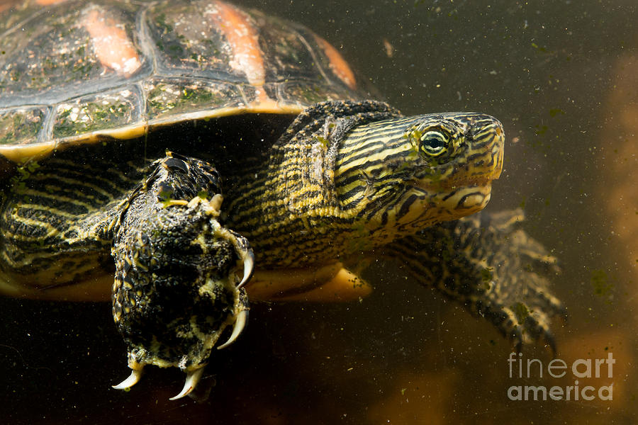 chinese-pond-turtle-photograph-by-b-g-thomson