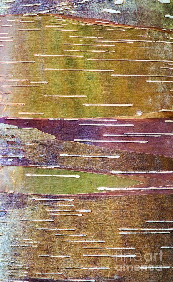 Chinese Red Bark Birch Photograph by Tim Gainey