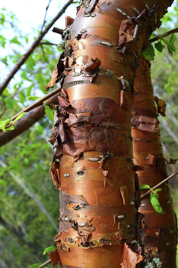 Chinese Red Birch Tree Photograph by Nicole Frederick Fine Art America
