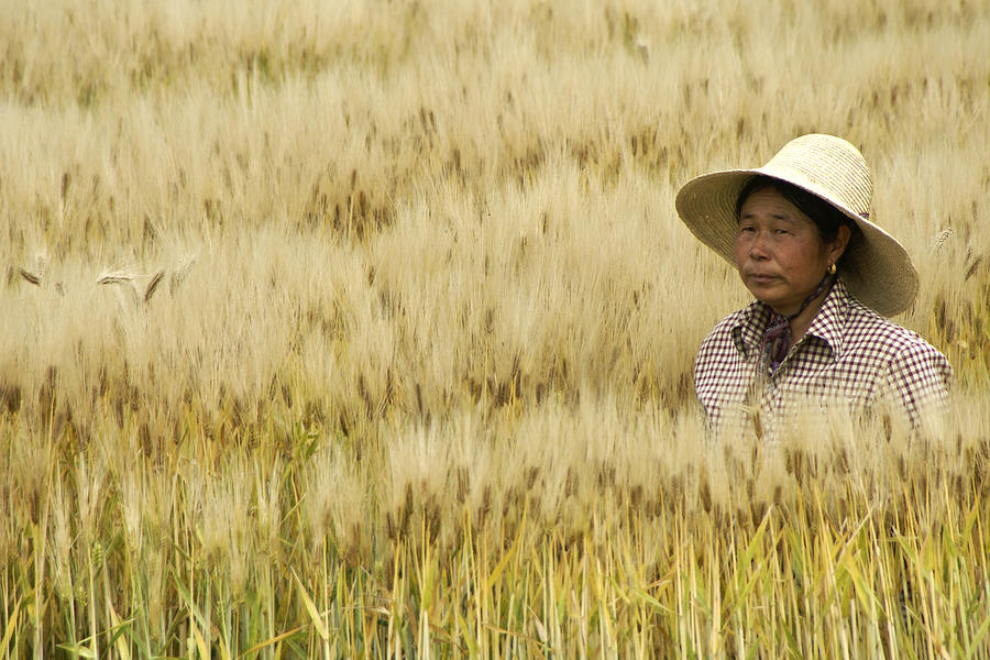 chinese-rice-farmer-michele-burgess.jpg