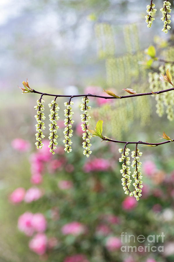 Semi Evergreen Photograph - Chinese Stachyurus Celina by Tim Gainey Semi Evergreen Photograph - Chinese Stachyurus Celina by Tim Gainey