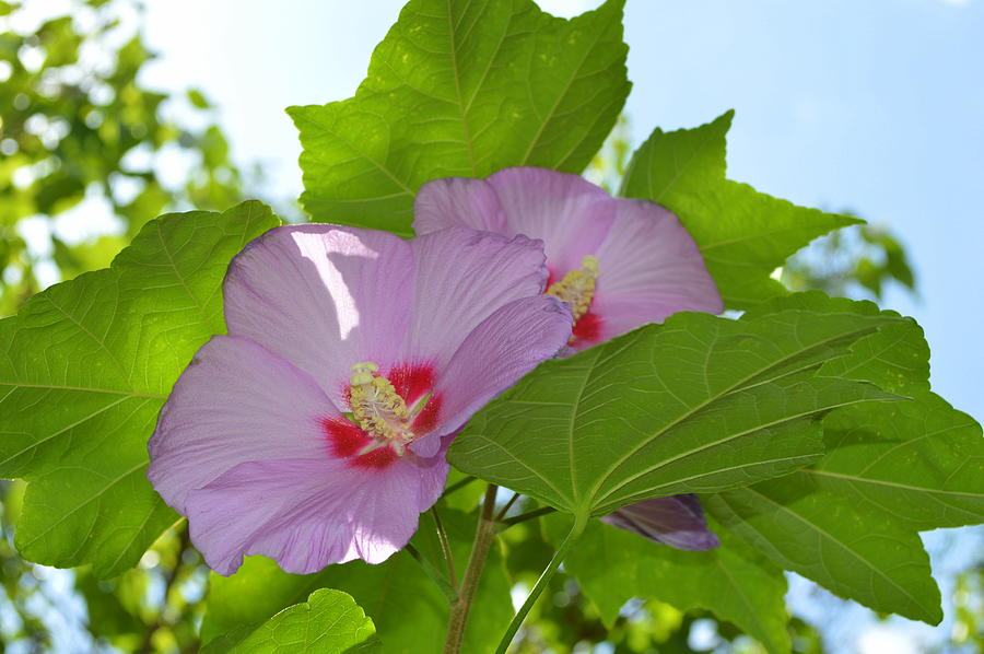 Flower Photograph - Chinese tree Mallow by Linda Covino