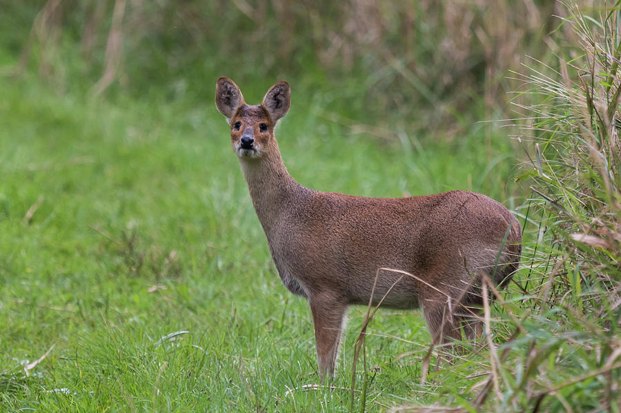 Chinese Water Deer Photograph by Wendy Cooper