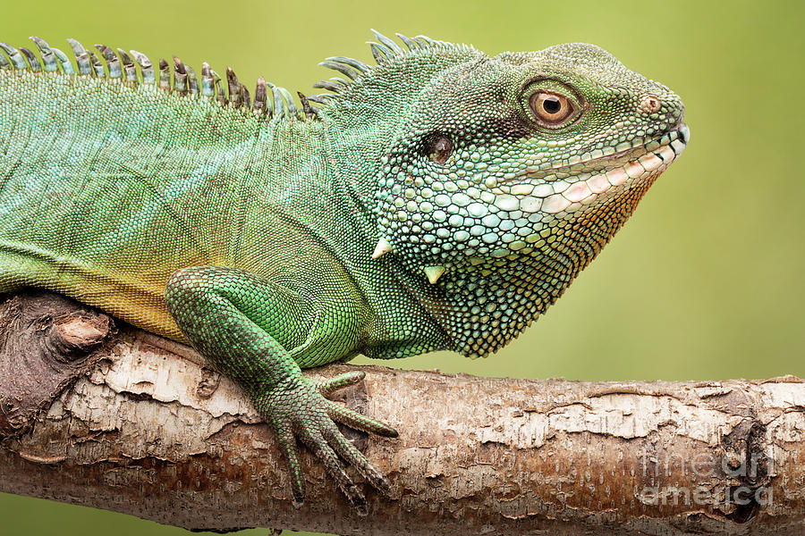 chinese-water-dragon-photograph-by-linda-d-lester-fine-art-america