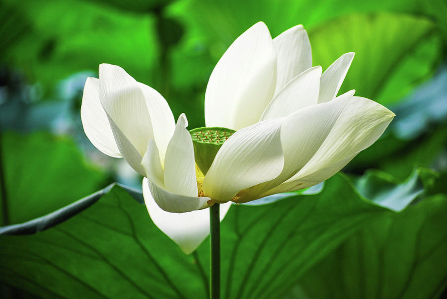 Chinese Water Lily Photograph by Danny Shaffer Photography - Fine Art ...