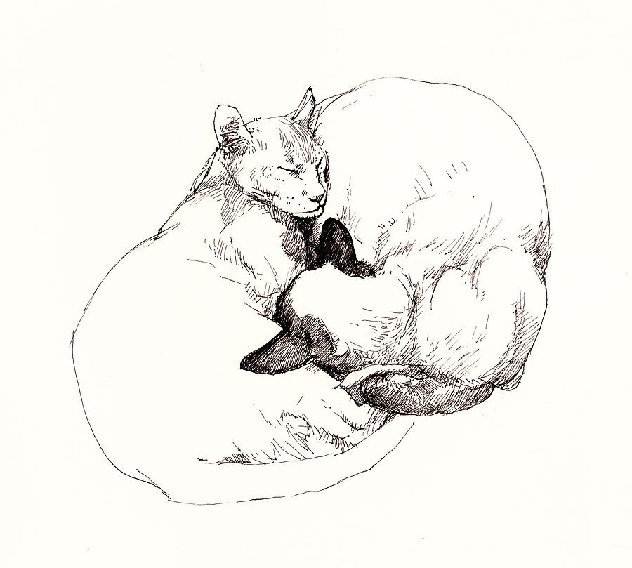 Cat Drawing - Chinky and Chang by Roz McQuillan