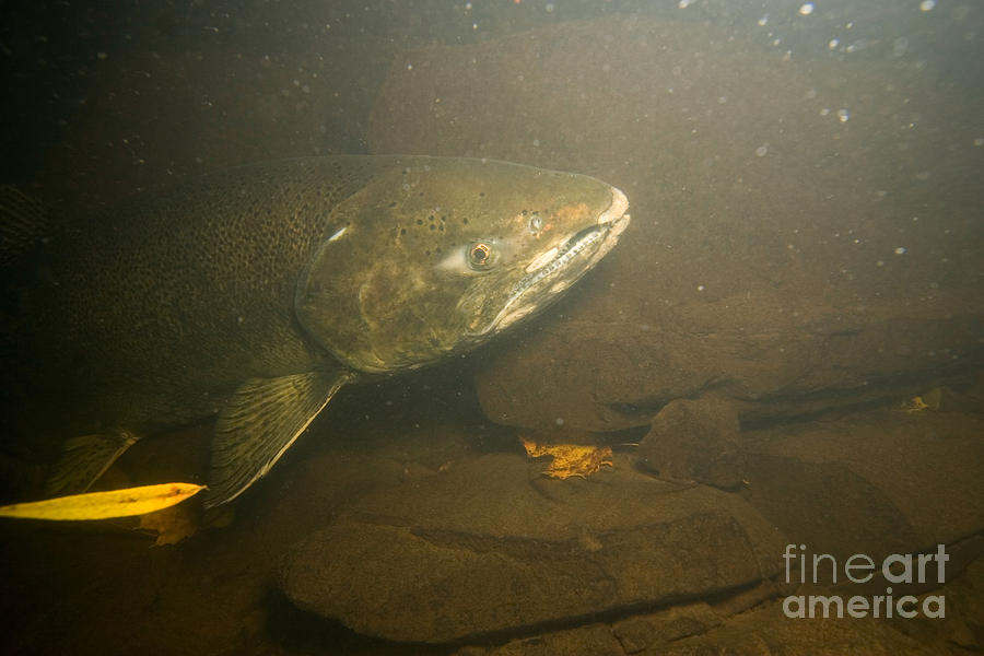 Chinook Salmon In Lake Ontario Photograph by Ted Kinsman