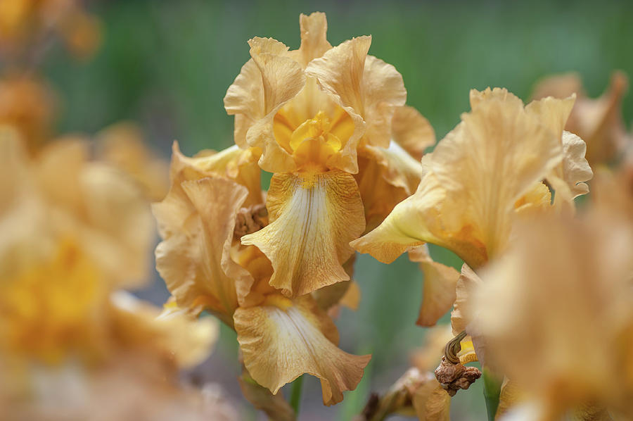 Chinquapin 1. The Beauty of Irises Photograph by Jenny Rainbow
