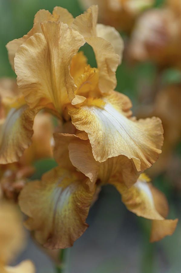 Iris Photograph - Chinquapin. The Beauty of Irises by Jenny Rainbow