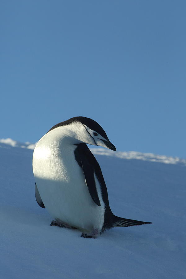 Chinstrap Penguin  Photograph by Bruce J Robinson