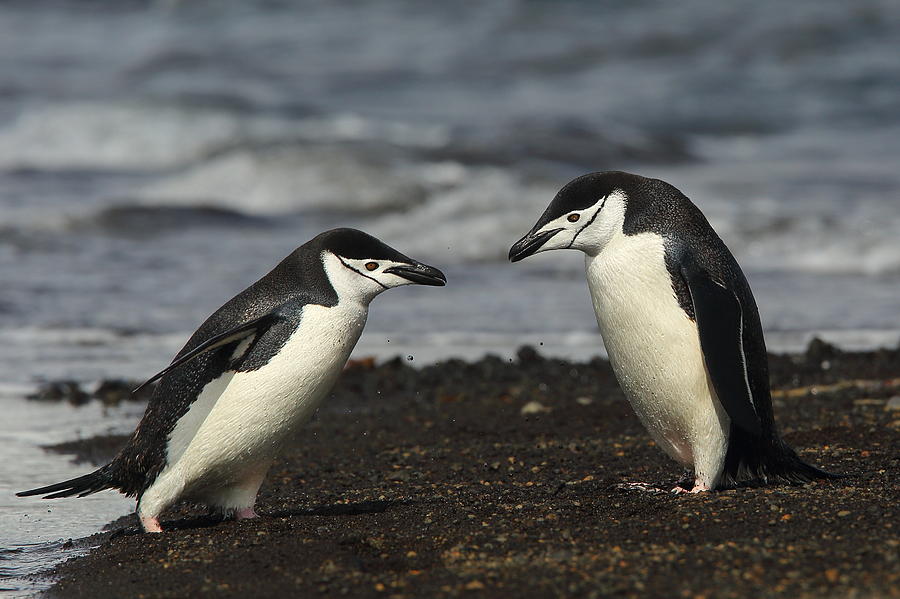 Chinstrap Penguin Duo Photograph by Bruce J Robinson