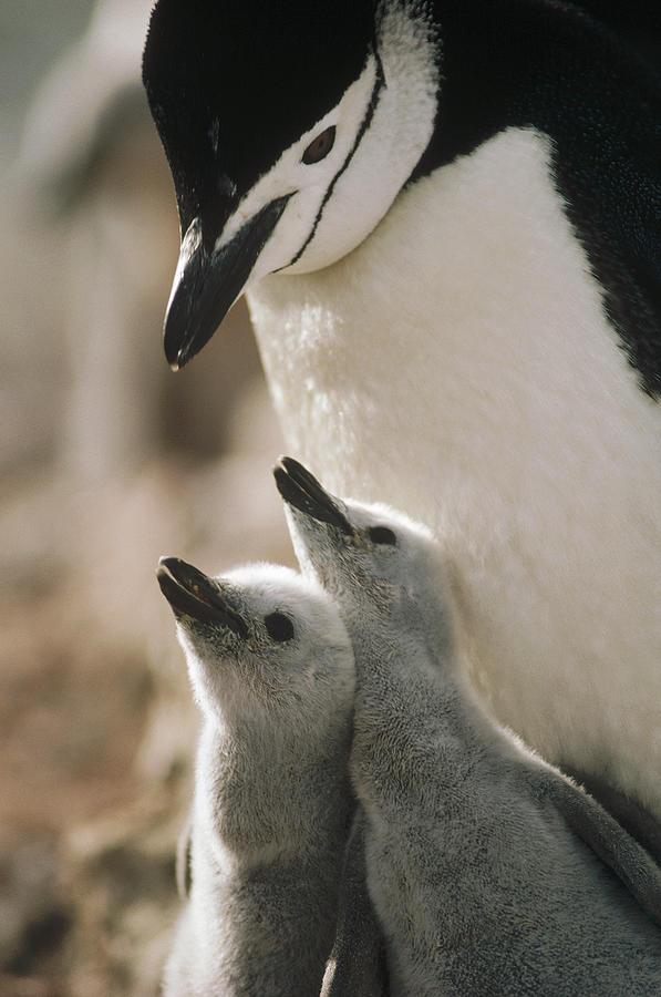Bird Photograph - Chinstrap Penguin Pygoscelis Antarctica by Tui De Roy