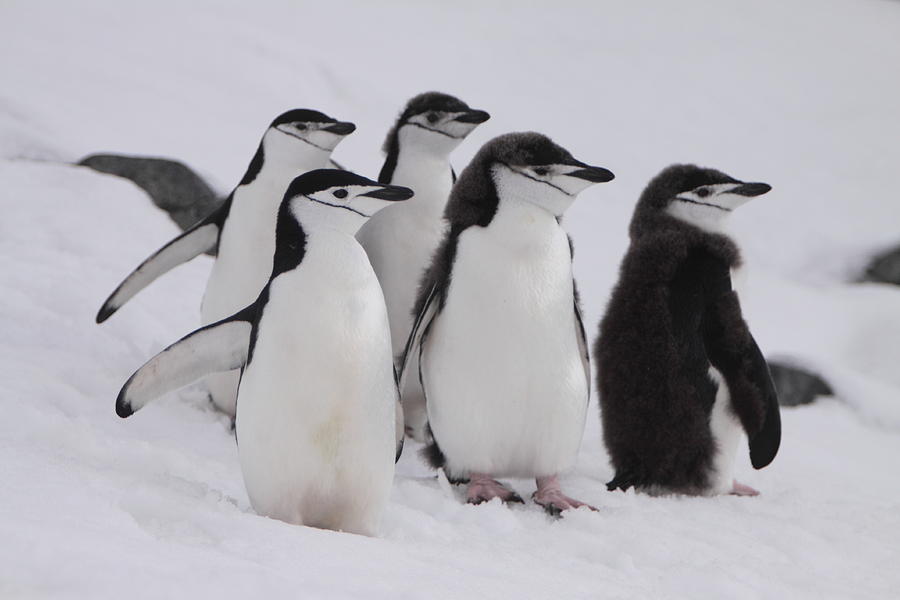 Chinstrap Penguins Photograph by Bruce J Robinson