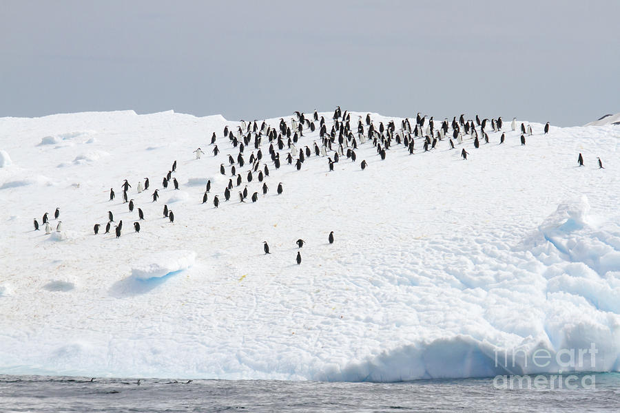Chinstrap penguins on iceberg Photograph by Karen Foley