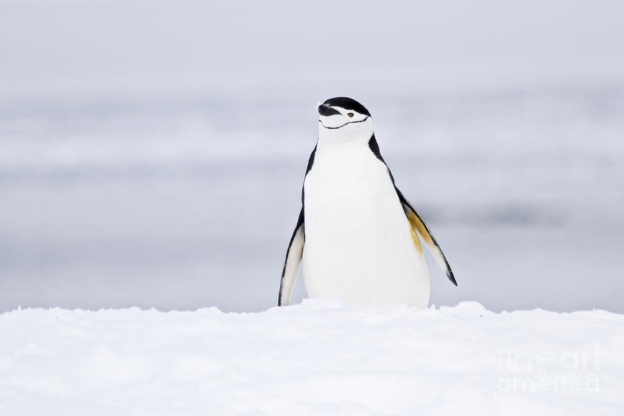 Chinstrap penguins Pygoscelis antarctica Photograph by Lilach Weiss