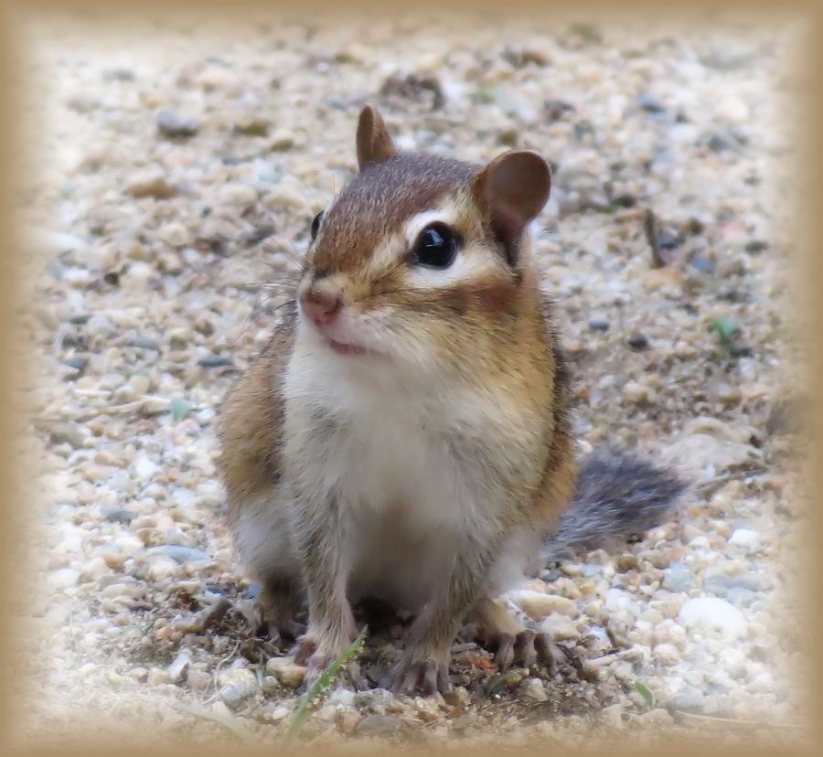 Chip - Chipmunk Photograph by MTBobbins Photography