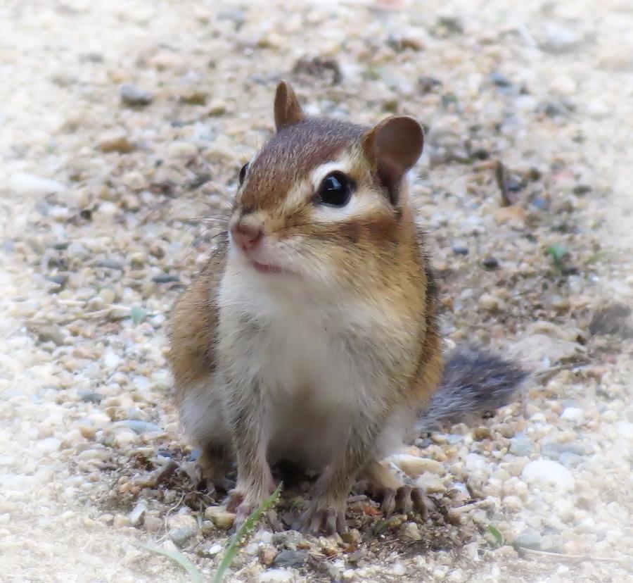 Chip Close Up - Chipmunk Photograph by MTBobbins Photography