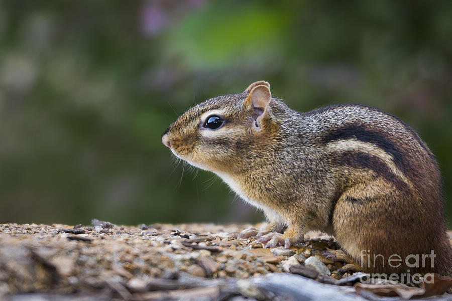 Chipmunk   Photograph by Andrea Silies