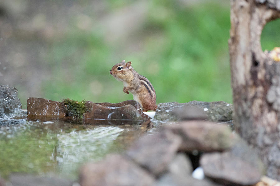 Chipmunk by the water Photograph by Dan Friend