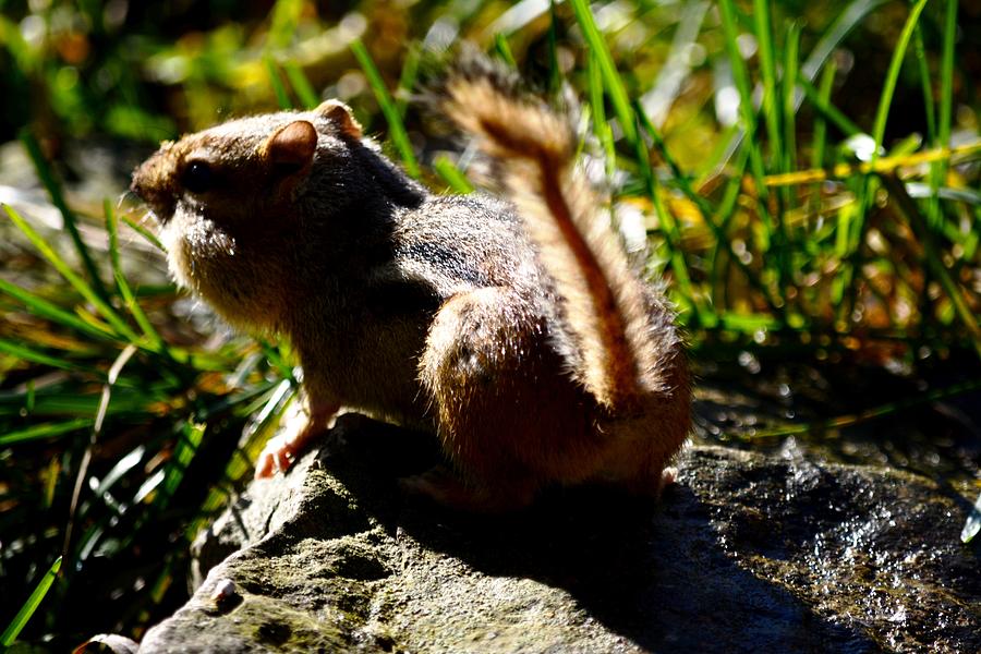 Hunters chipmunk cheeks фиалка фото