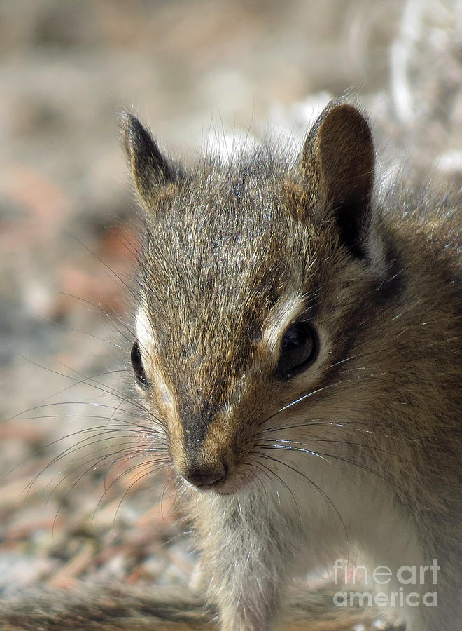 Chipmunk Closeup Photograph by Chris Anderson