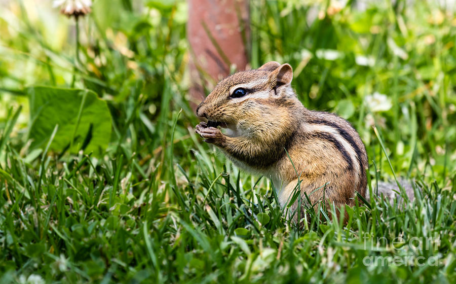 Nature Photograph - Chipmunk Cutie by Dawna Moore Photography