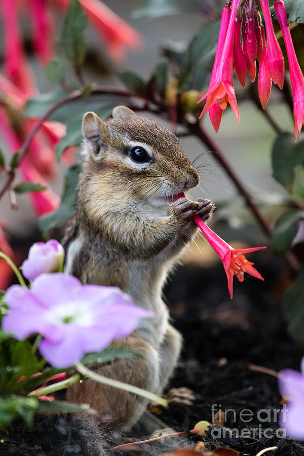 Chipmunk Cutie Eating a Flower Photograph by Dawna Moore Photography