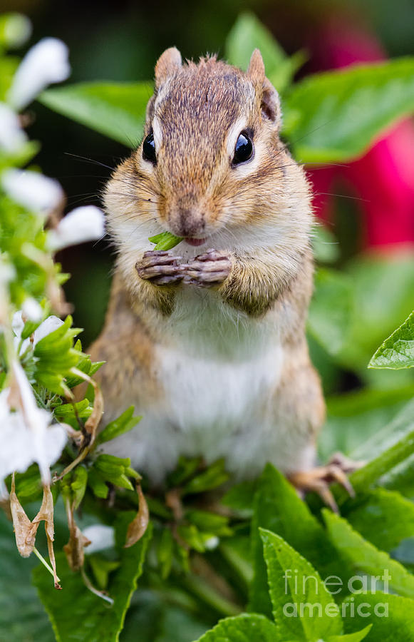 Chipmunk Cutie Eating Seeds Photograph by Dawna Moore Photography