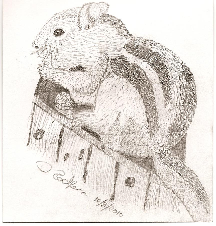 Chipmunk Drawing by Darryl Redfern