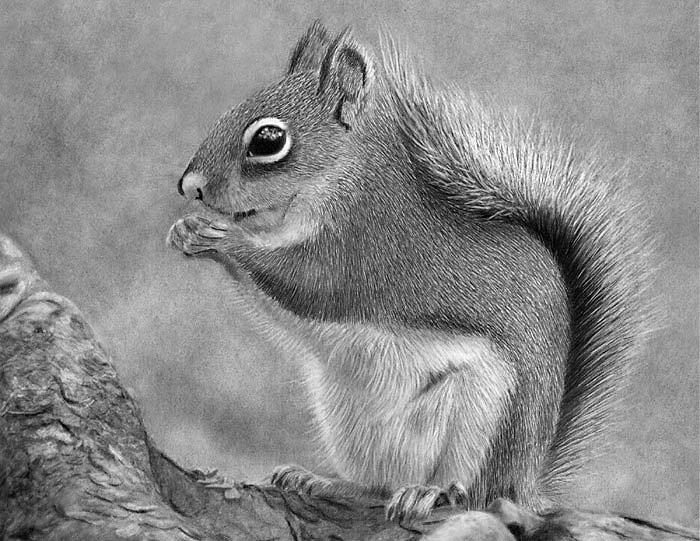 Chipmunk Drawing by Dean Cannon