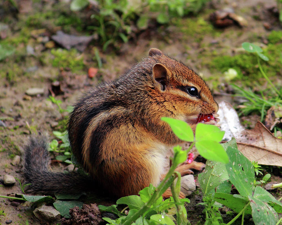 Chipmunk Eating Berry Photograph by Angela Murdock