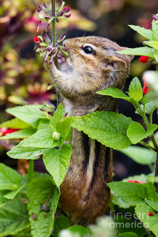 Flower Photograph - Chipmunk Eating Flower Seeds by Dawna Moore Photography