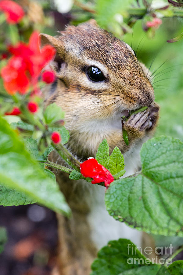 Chipmunk Eating Seeds Photograph by Dawna Moore Photography