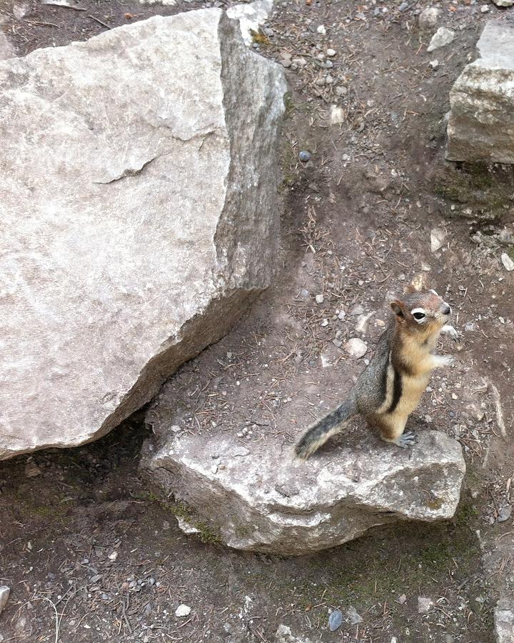 Chipmunk Photograph by Emily Page
