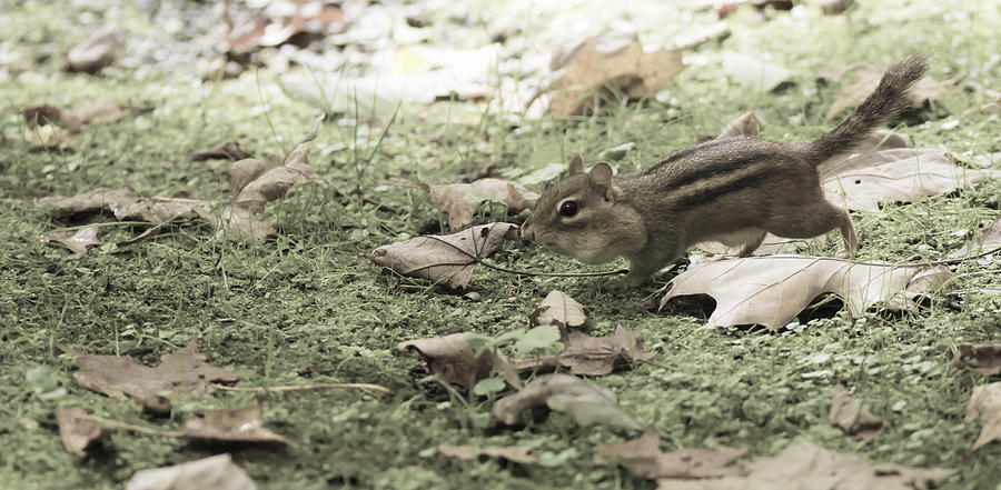 Chipmunk Getting Ready For Winter 2 Photograph
